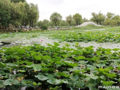 温州哈尔滨太阳岛旅游景点推荐，你去过几个？